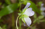 Largeflower baby blue eyes